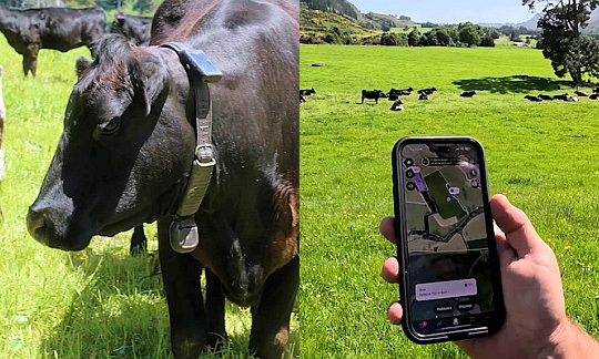 okos nyakörvvel ellátott szarvasmarha és Halter alkalmazás mobilon